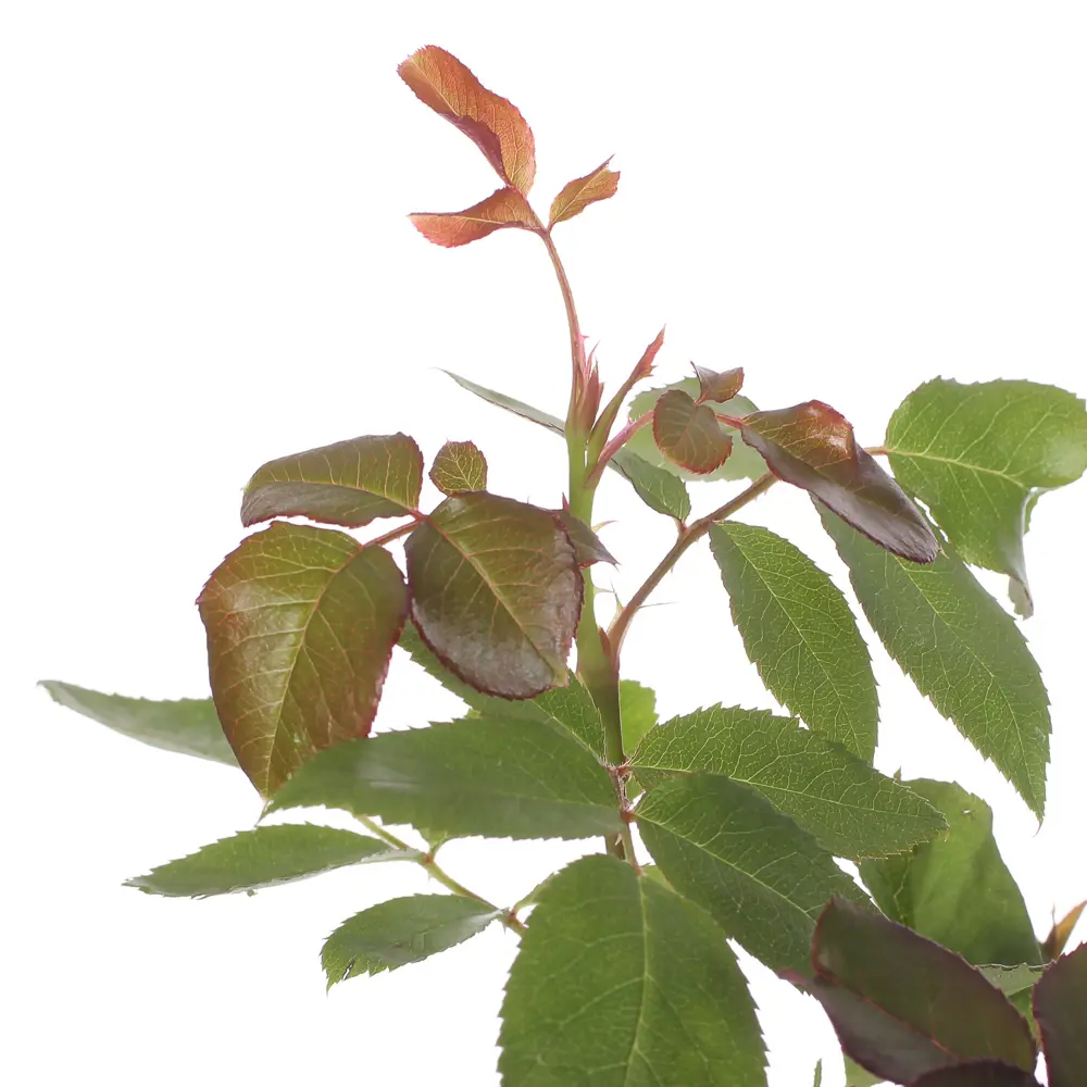 Роза чайно-гибридная «Керио» С2, цвет жёлтый PLANTMARKET STLM-2062302 - Вид №1