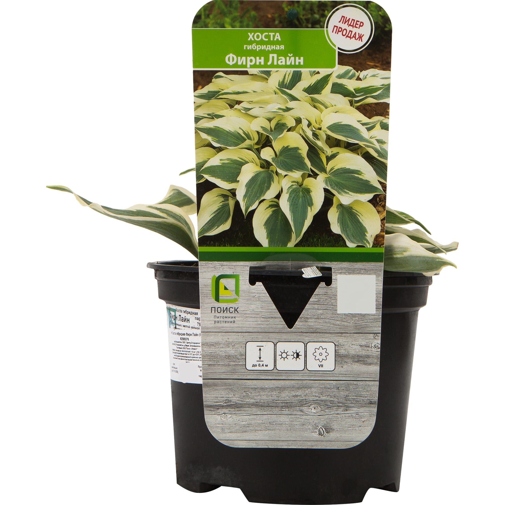 82585376 Хоста гибридная «Фирн Лайн» 17x20 см Santreyd  - Вид №2