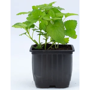 Мелисса h15 см