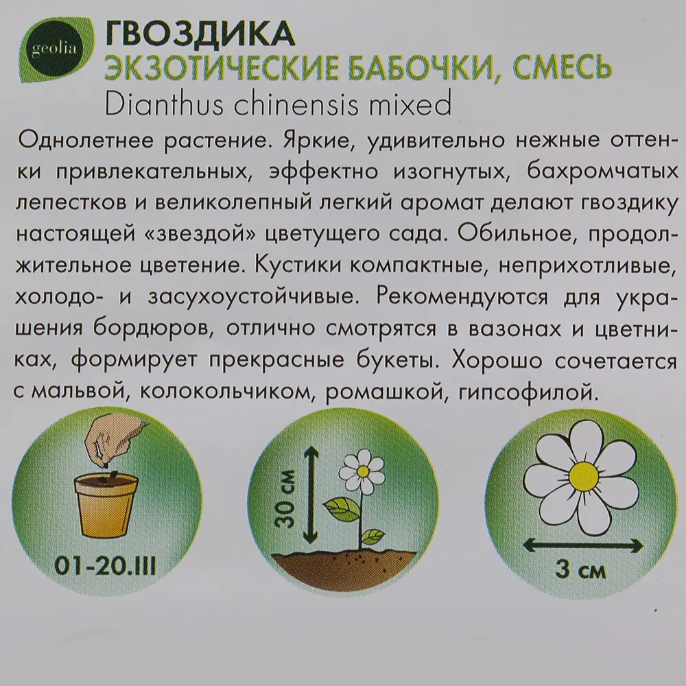 Гвоздика GEOLIA Экзотические бабочки - яркий однолетник для сада 17585498 STLM-0008383 - Вид №2