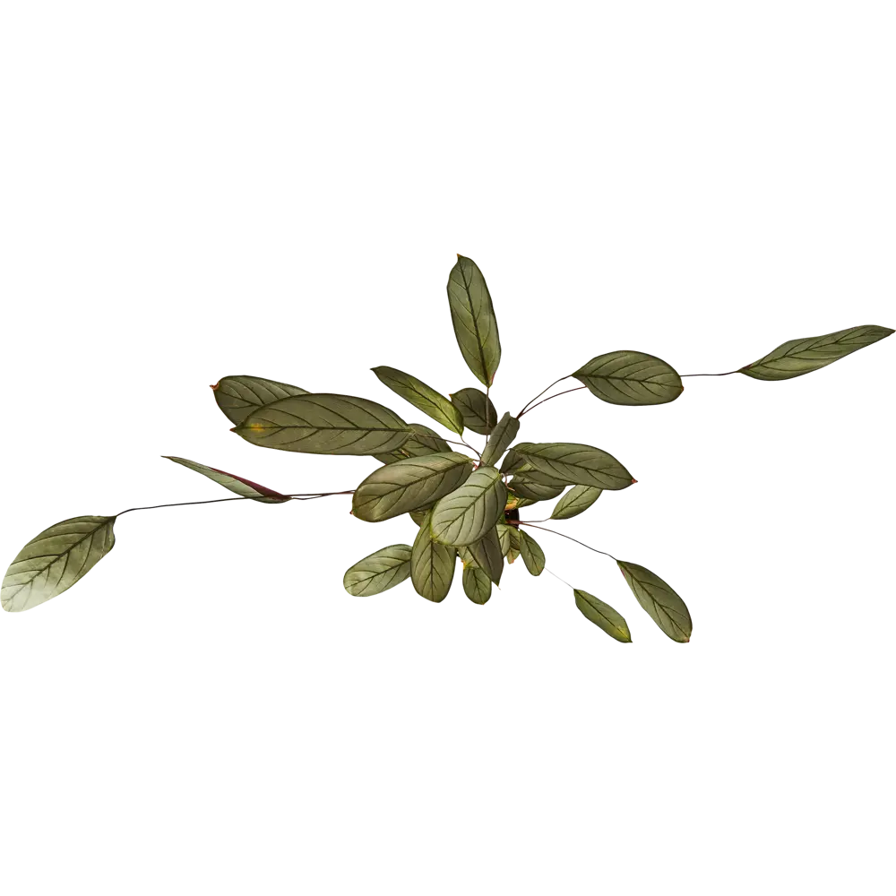 Santreyd Калатея микс — комнатное растение с декоративными листьями 86728035 STLM-0070972 - Вид №2