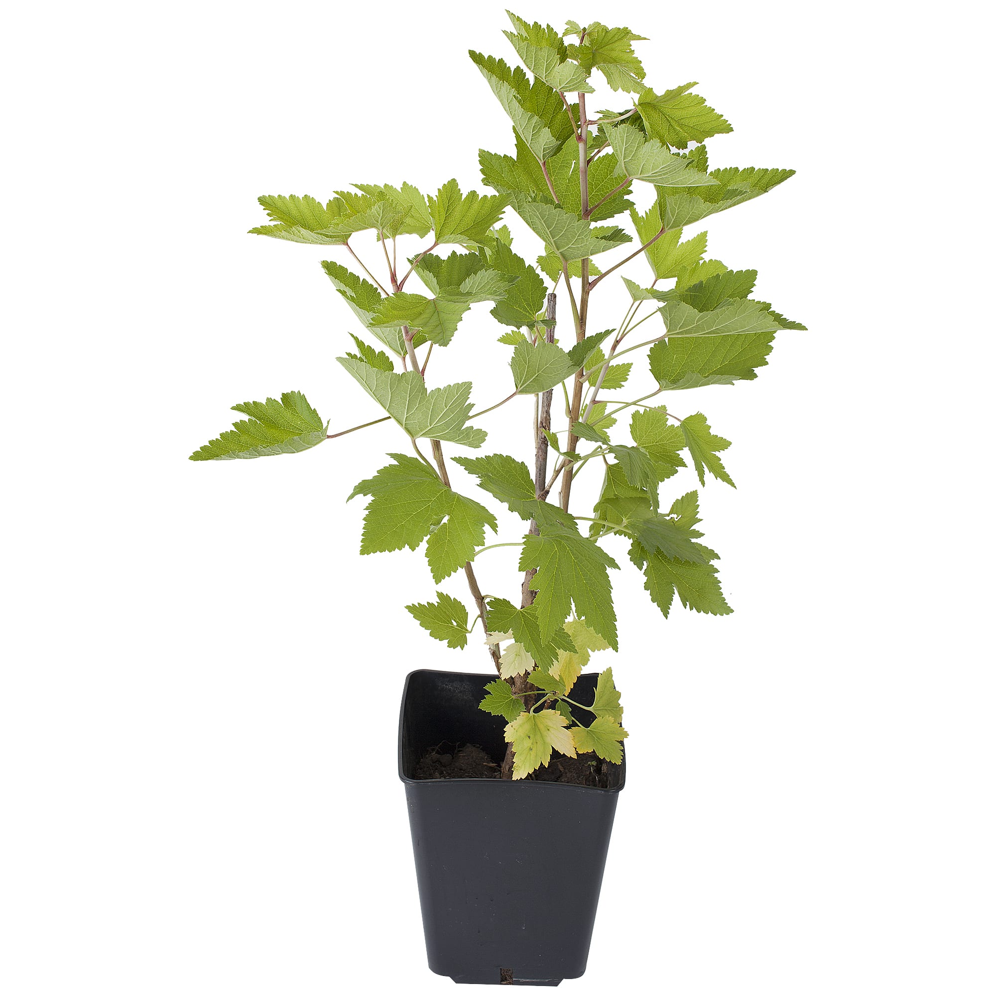 16400421 Смородина красная в ассортименте, 2-3 года Santreyd 