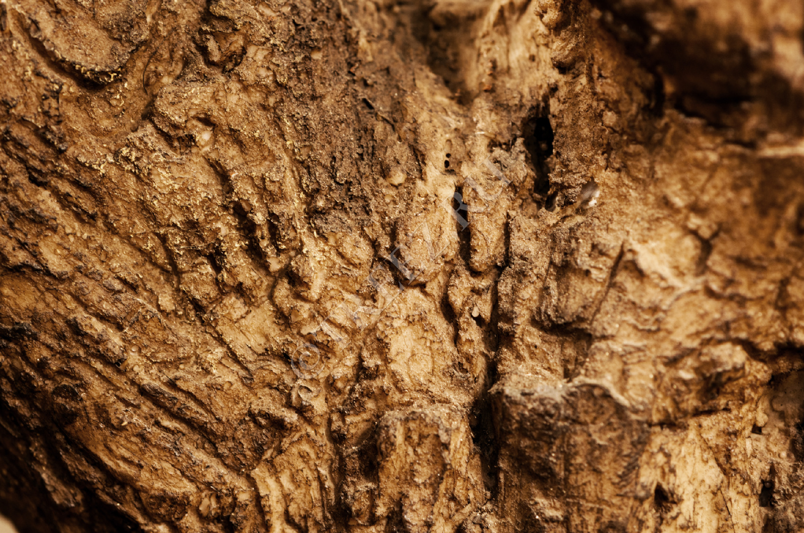 10.29009N Олива Олден на толстом стволе Цветочная коллекция  - Вид №1