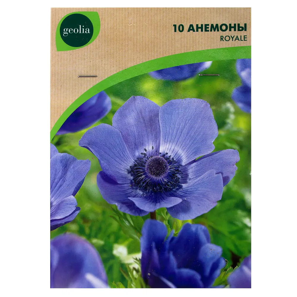 Анемона Geolia «Royale», 5х6 см STLM-2124961