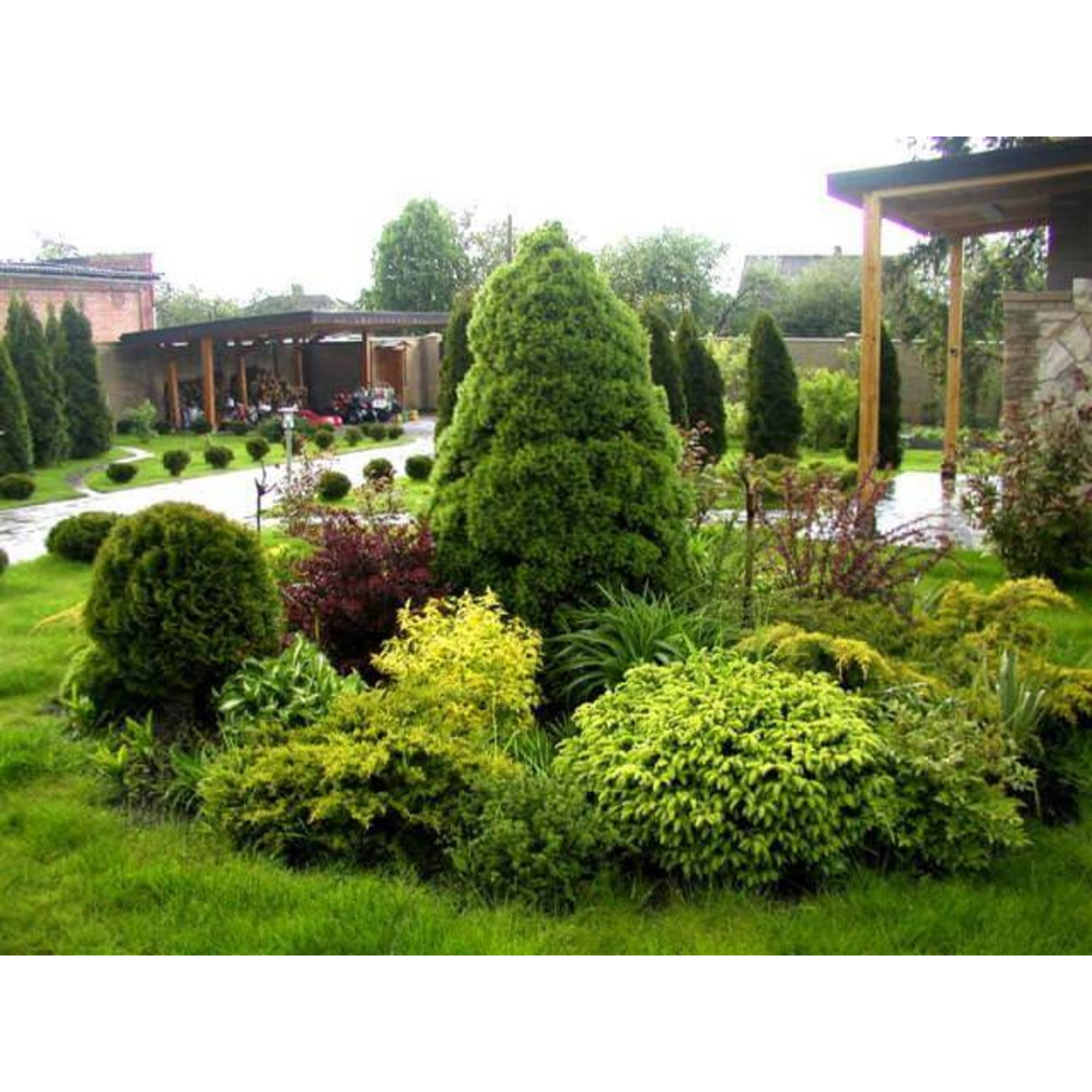 82596777 Можжевельник 9x15 см Santreyd  - Вид №2