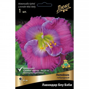 83597601 Лилейник гибридный Лавендер Блу Бэби луковица I