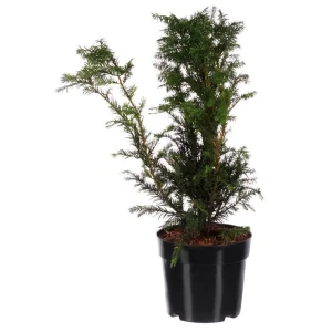 Тис средний Хикси ø22 h65 см