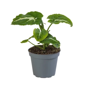 Сингониум Вендланди - комнатное растение с разноцветной листвой 89375016