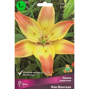 Лилия азиатская Изи Фэнтази 85205813 STLM-2212625