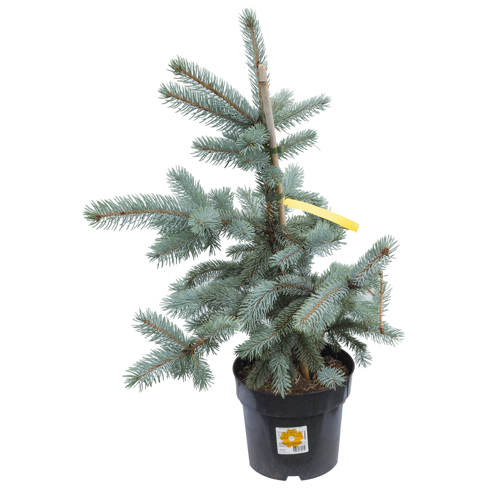 15944768 Ель Хупси колючая, 40-50 х25 см, Германия Santreyd 