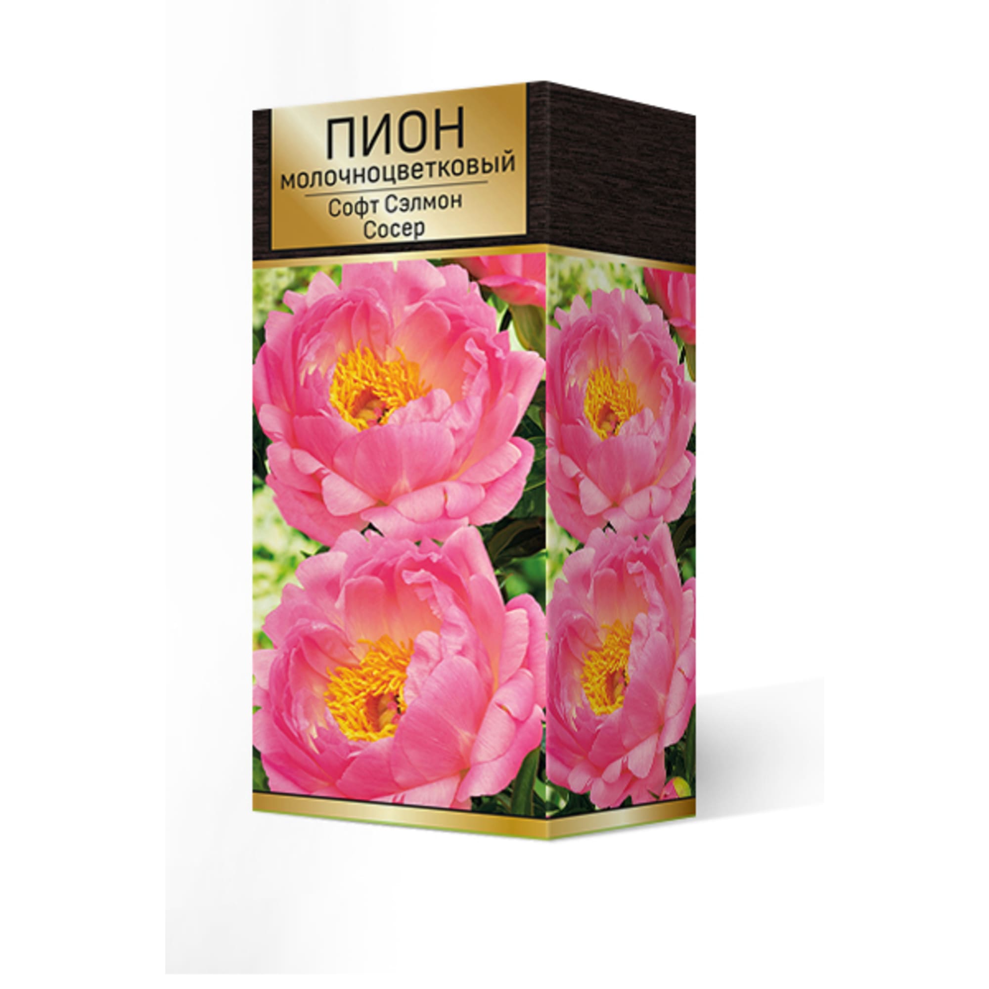 88294987 Пион молочноцветковый Софт салмон сосер разбор 2-3 Santreyd 