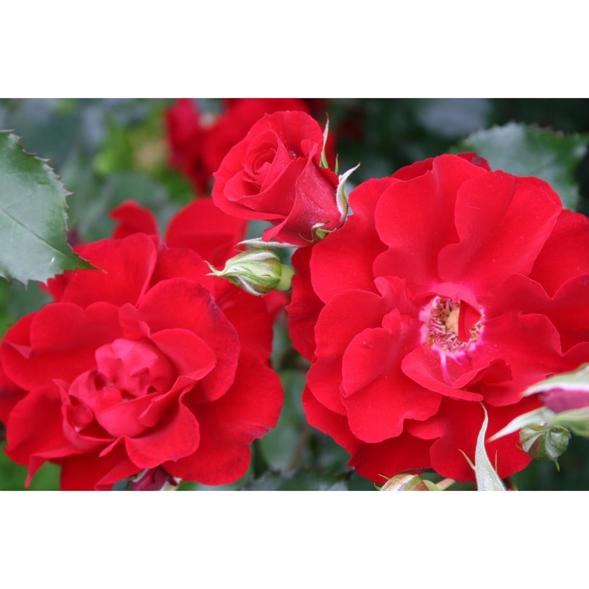 82594790 Роза плетистая «Ротер Корсар» 15x30 см Santreyd  - Вид №3