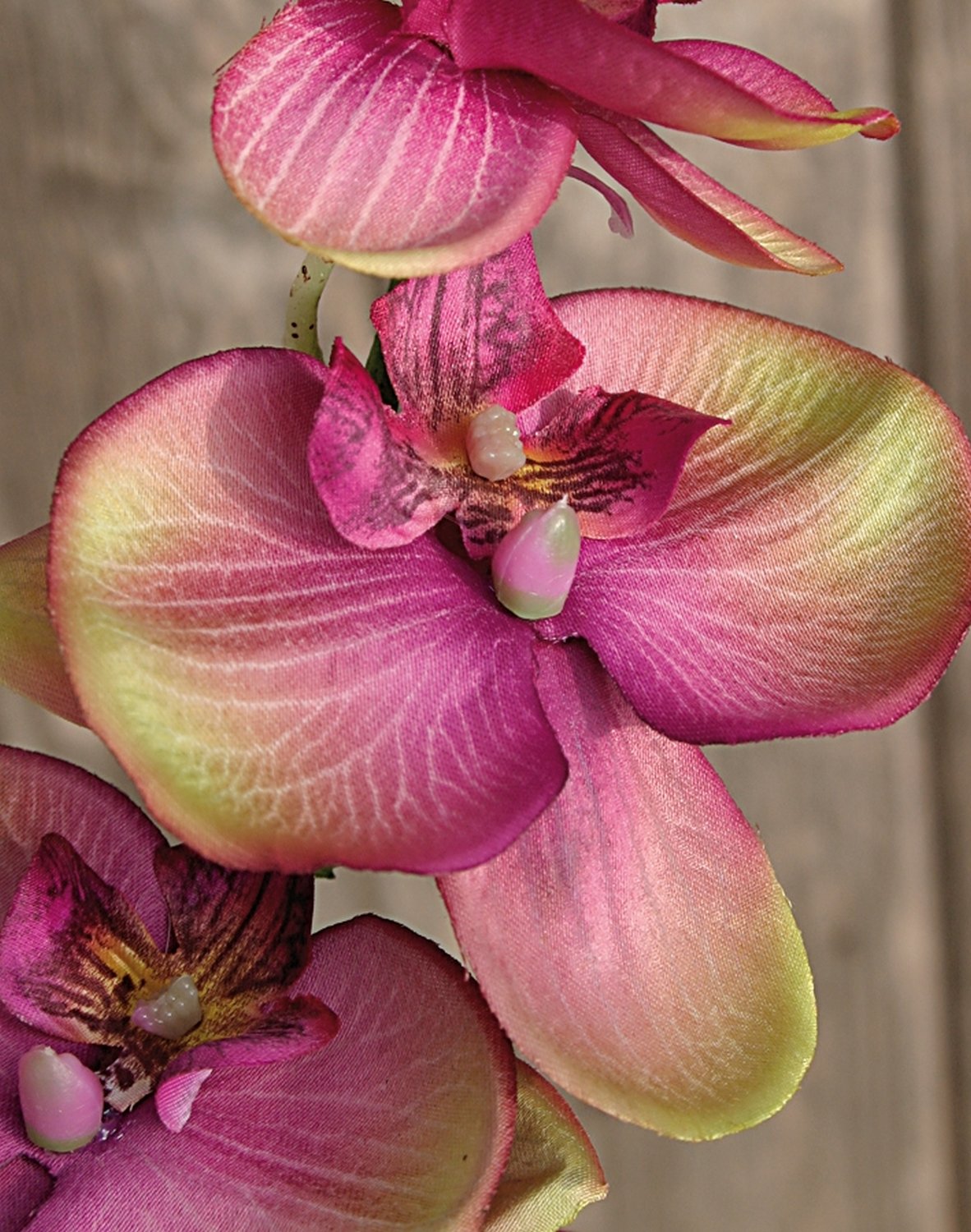 2423 208 a2 Искусственная орхидея Phalaenopsis, 92 см, фиолетово-зеленая H-andreas  - Вид №1