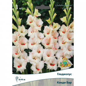 83596749 Гладиолус бамбино Кэнди Бар луковица 10/12