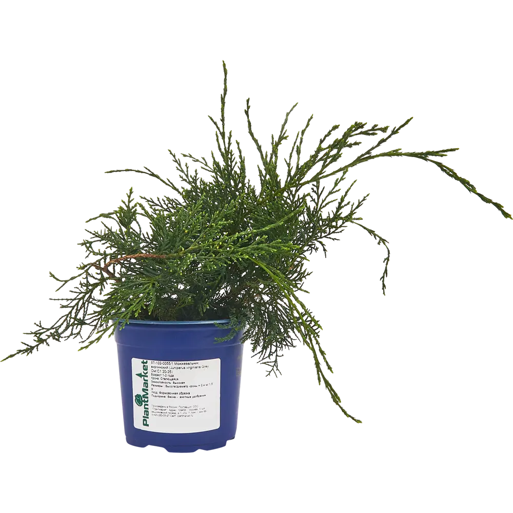 Можжевельник виргинский Грей Оул ø14 h35 см PLANTMARKET STLM-2090994