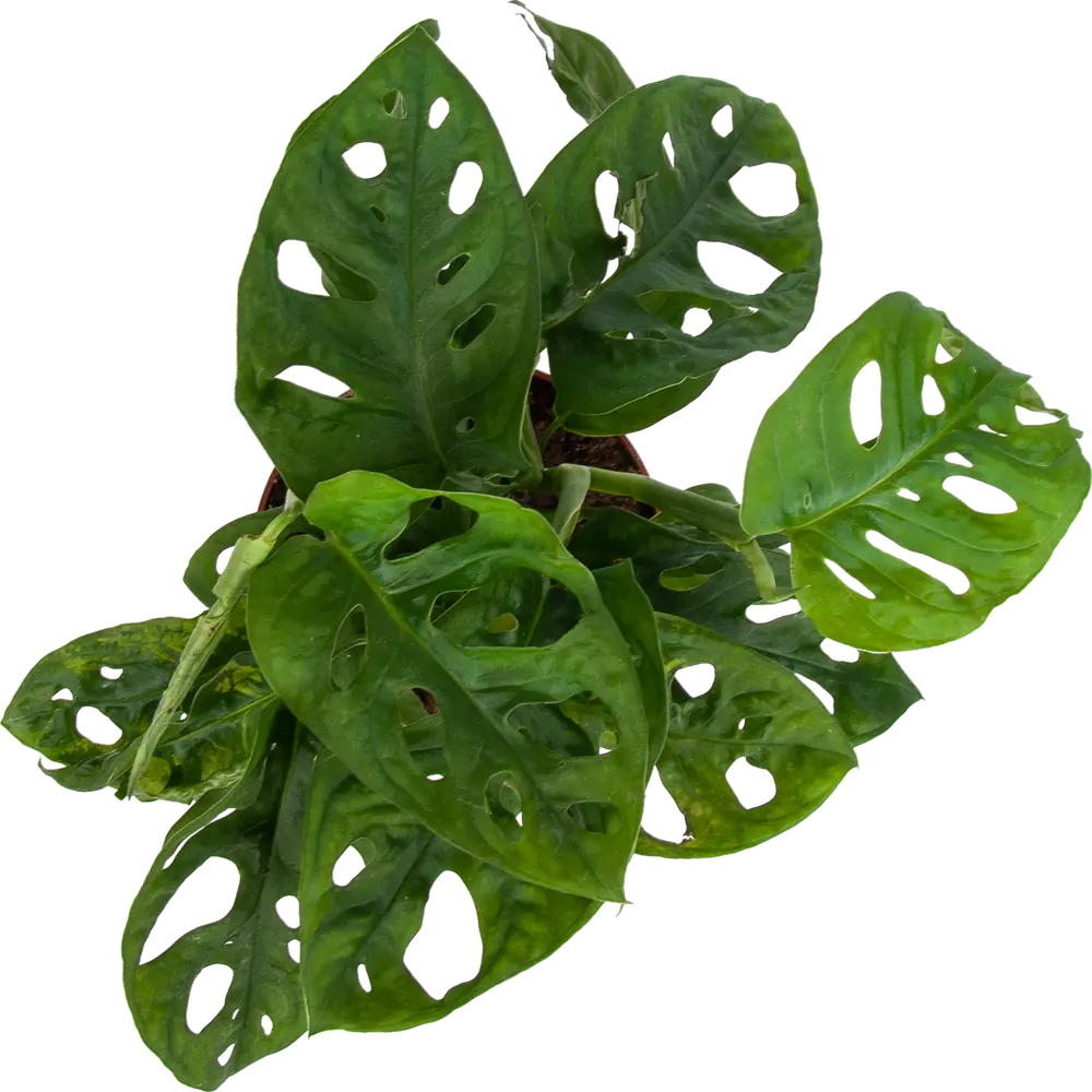 Santreyd Монстера Манки Лиф — экзотическая зелень для вашего интерьера 82741697 STLM-0035265 - Вид №1