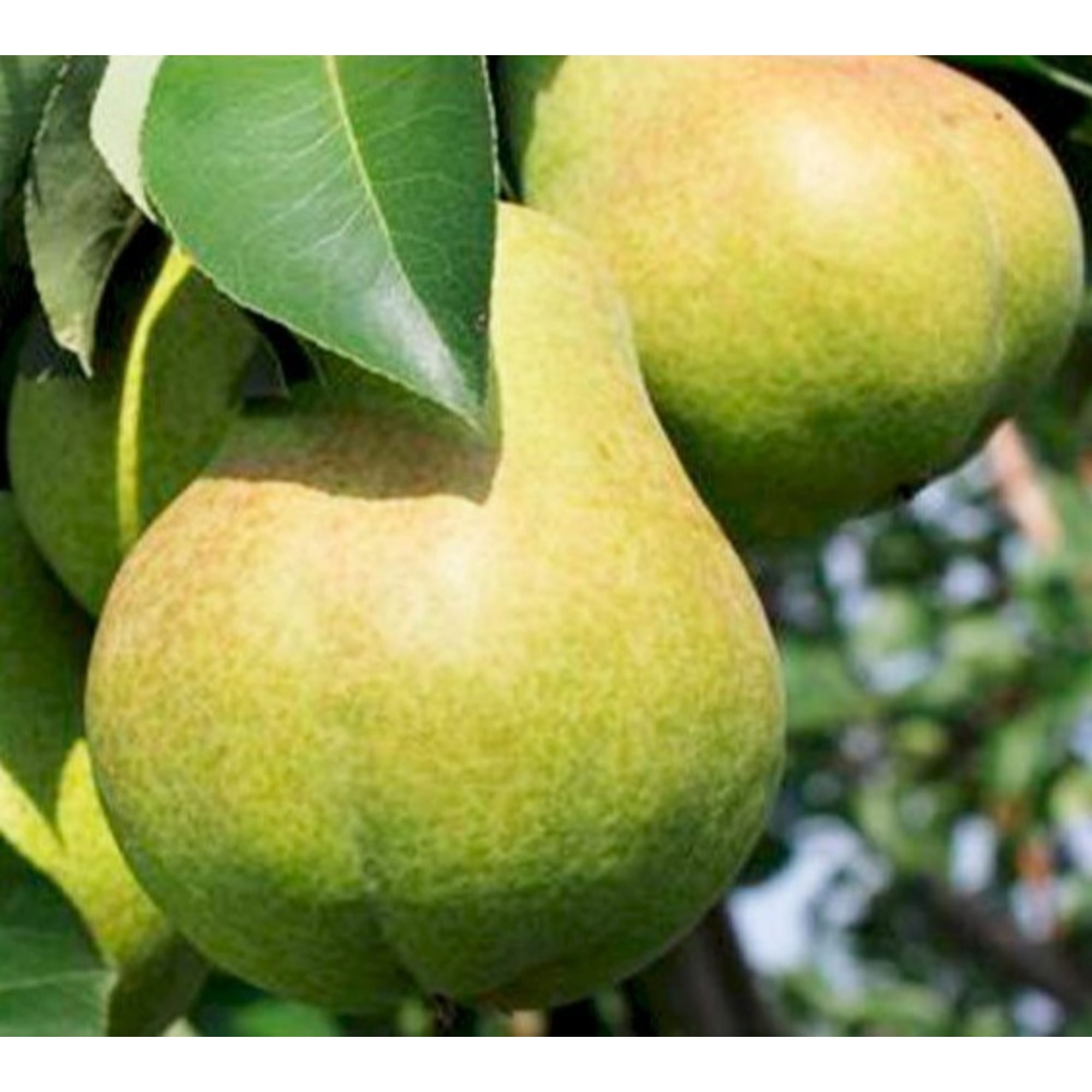 82597066 Груша «Тютчевская» C4 высота 140 см Santreyd  - Вид №3