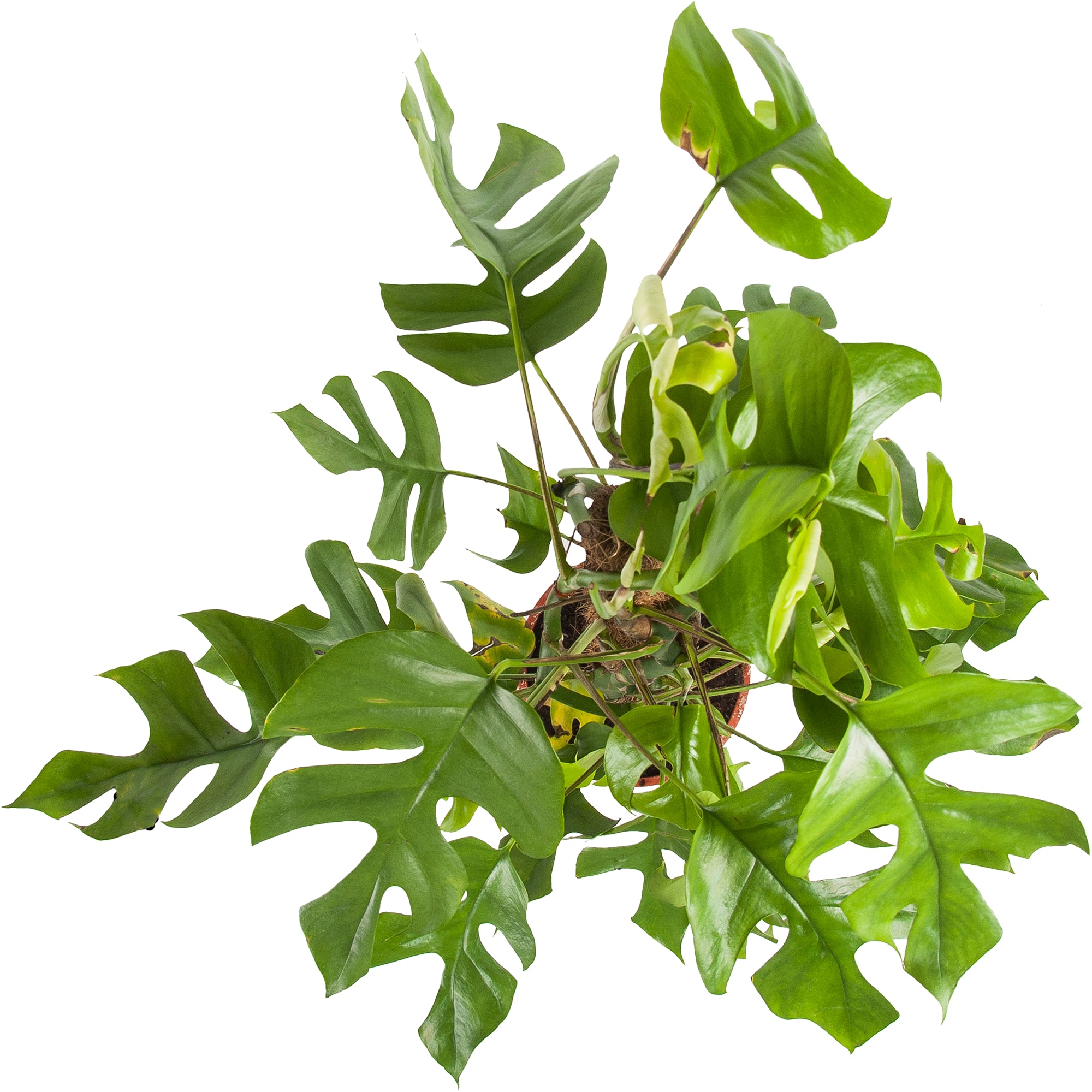 82850370 Монстера 19х80 см Santreyd  - Вид №1