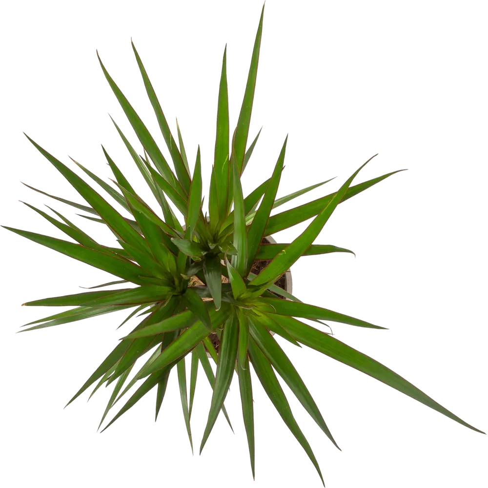 Драцена Маргината Мажента от Santreyd — природный очиститель воздуха 82383108 STLM-0962195 - Вид №1