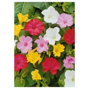 Мирабилис «Jalape No.II»