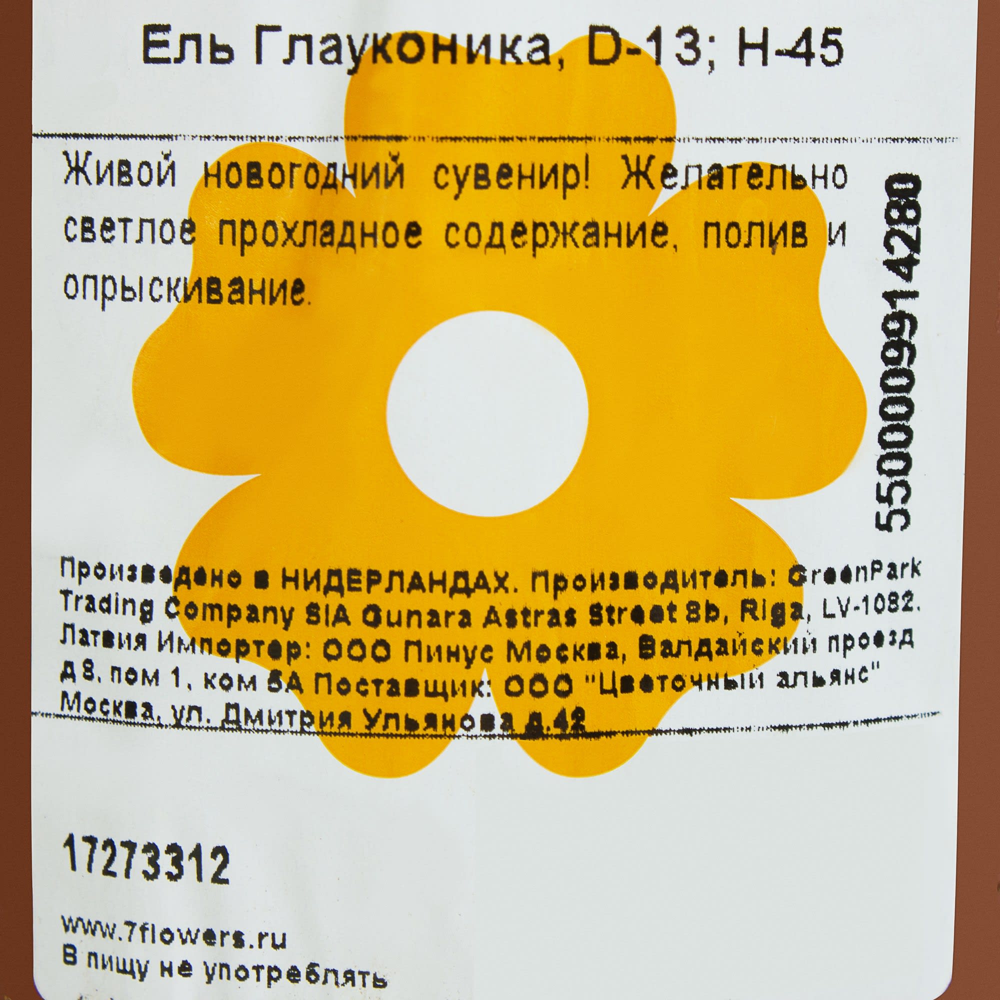 17273312 Ель живая «Глауконика», 13х50 см Santreyd  - Вид №2