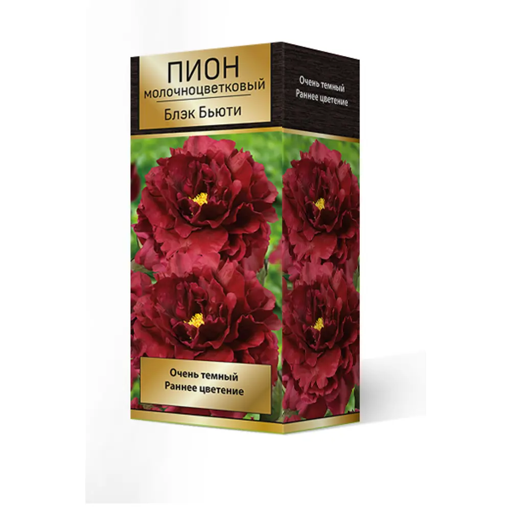 Пион молочноцветковый травянистый «Блэк Бьюти» разбор 2-3 82661852 STLM-2095493 Santreyd 