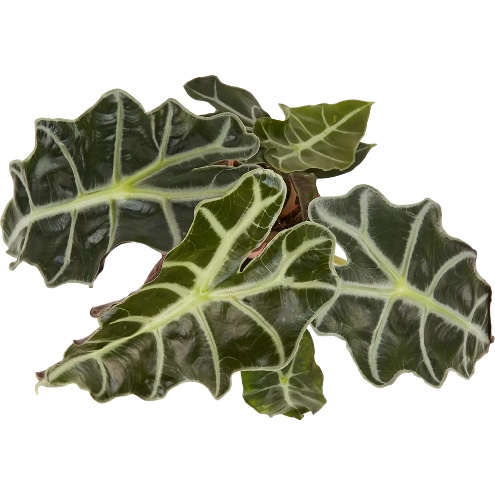 Santreyd Алоказия Бамбино Эрроу — стреловидная красота с фиолетовым отливом 85062755 STLM-0058092 - Вид №1