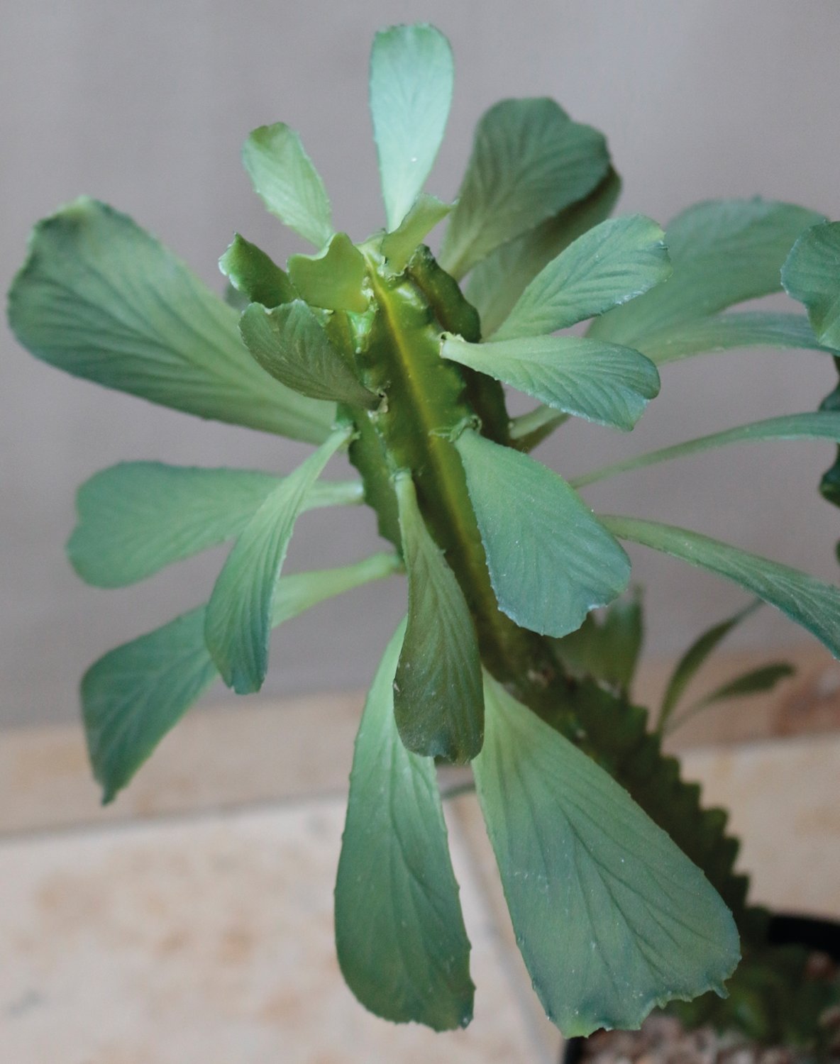 6147 883 a3 Молочай искусственный тригона, горшечный, 63 см, зеленый H-andreas  - Вид №2