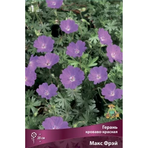 Герань кроваво-красная Макс Фрэй
