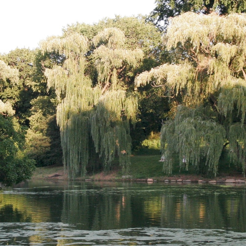 1218/CX38 Led Tv как настоящий Adriani e Rossi  - Вид №1