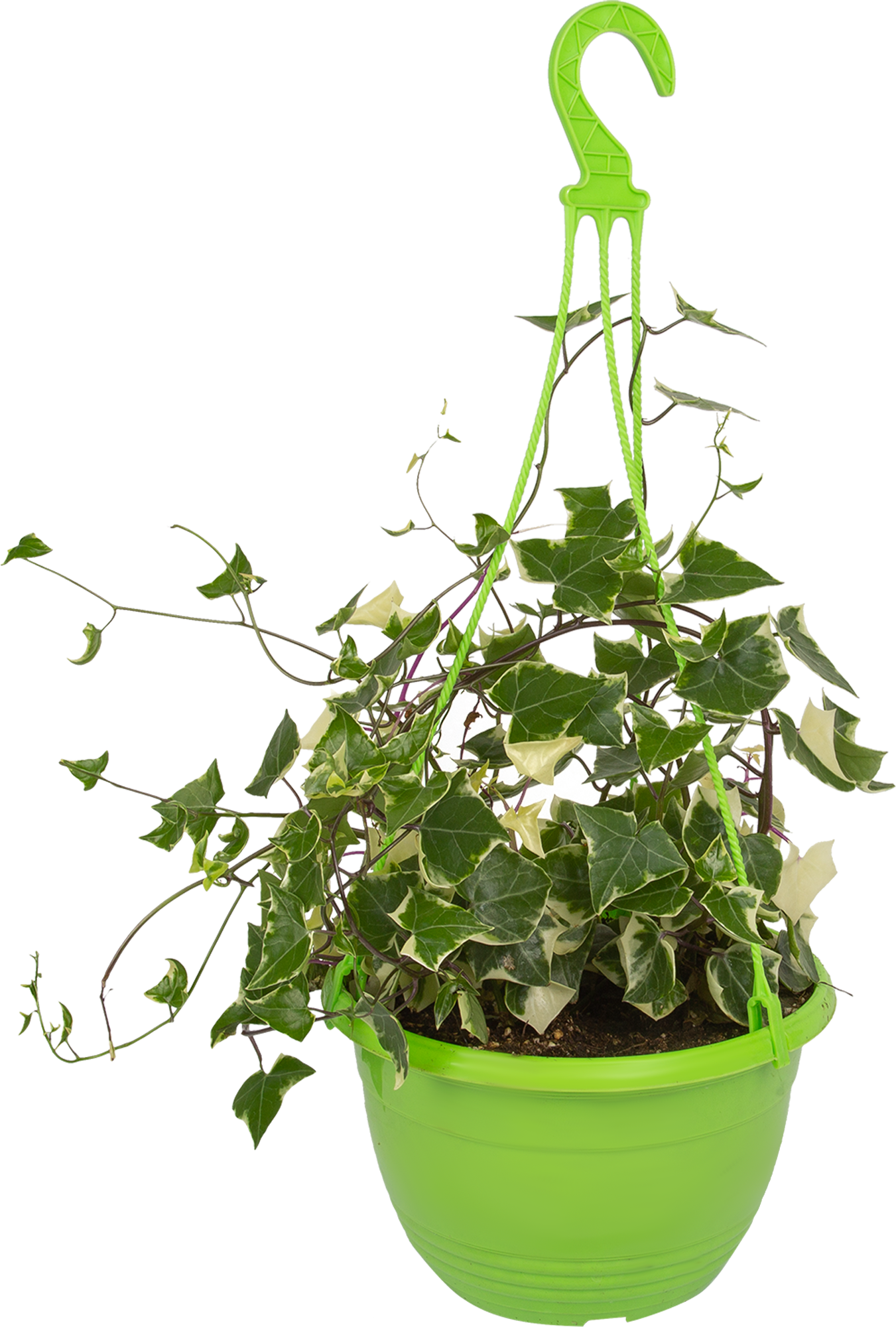 Крестовник цветущий в кашпо Santreyd - саженец для сада и дома 83248511 STLM-0039967