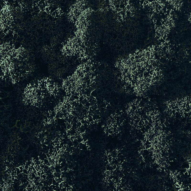 VER001 Лишайник Adriani e Rossi 01 Мох светло-зеленый  - Вид №10