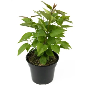 Сирень Олимпиада Колесникова - роскошный кустарник с пурпурно-фиолетовыми соцветиями 84841641