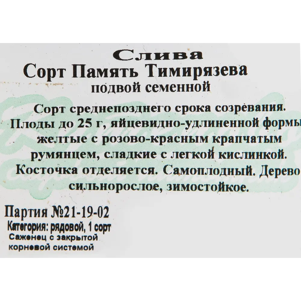 Слива «Память Тимирязева» C4 высота 140 см 82597132 STLM-2034253 Santreyd  - Вид №1