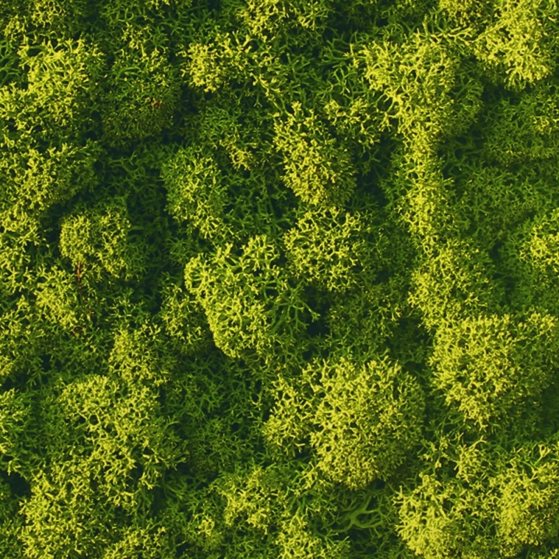 VER001 Лишайник Adriani e Rossi 01 Мох светло-зеленый  - Вид №4