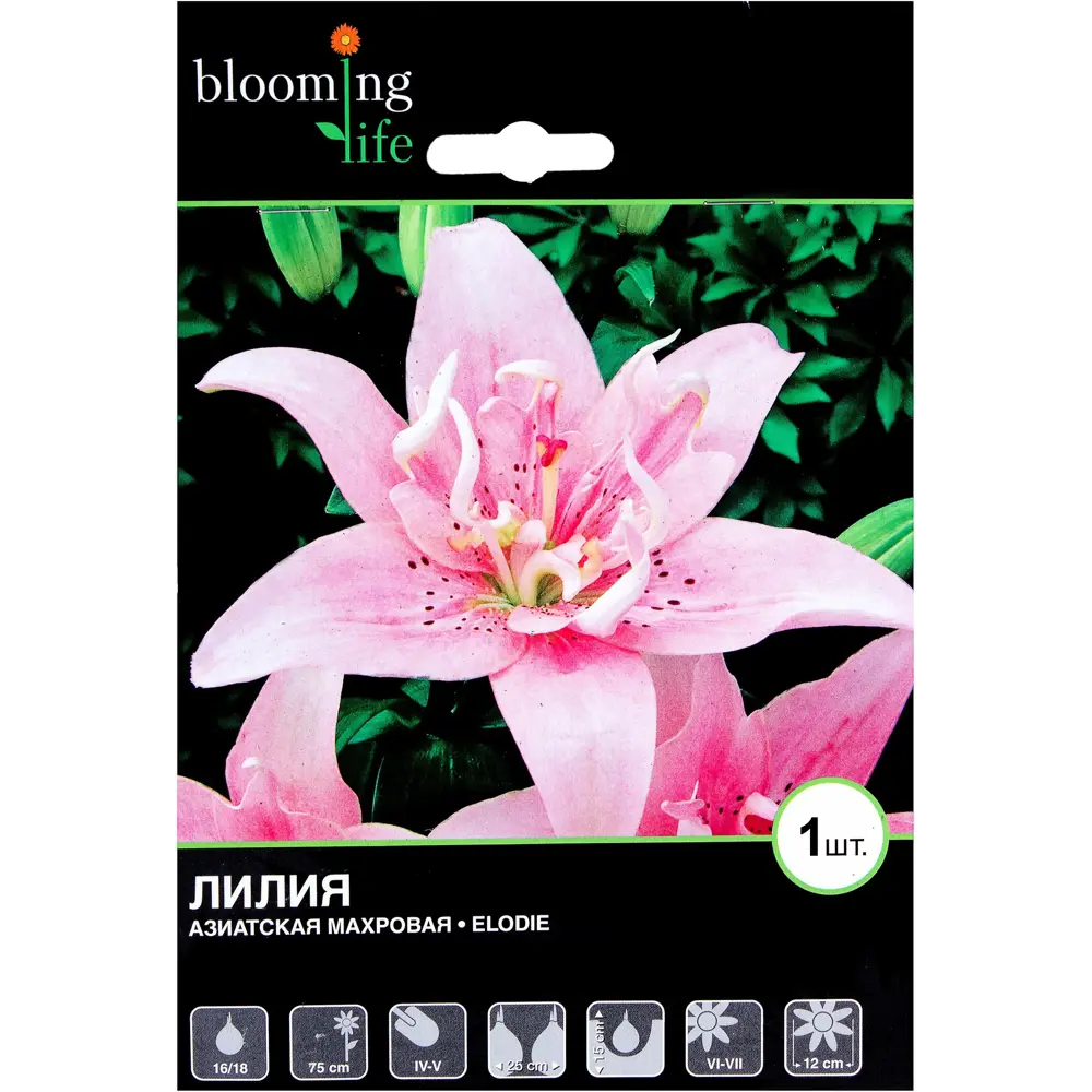 BLOOMING LIFE Лилия Элоди - нежно-розовая махровая красавица 81945452 STLM-1567712