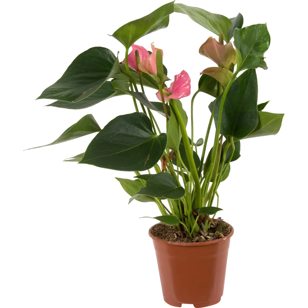 Santreyd Антуриум Андре микс - живое украшение интерьера 14032433 STLM-0004209