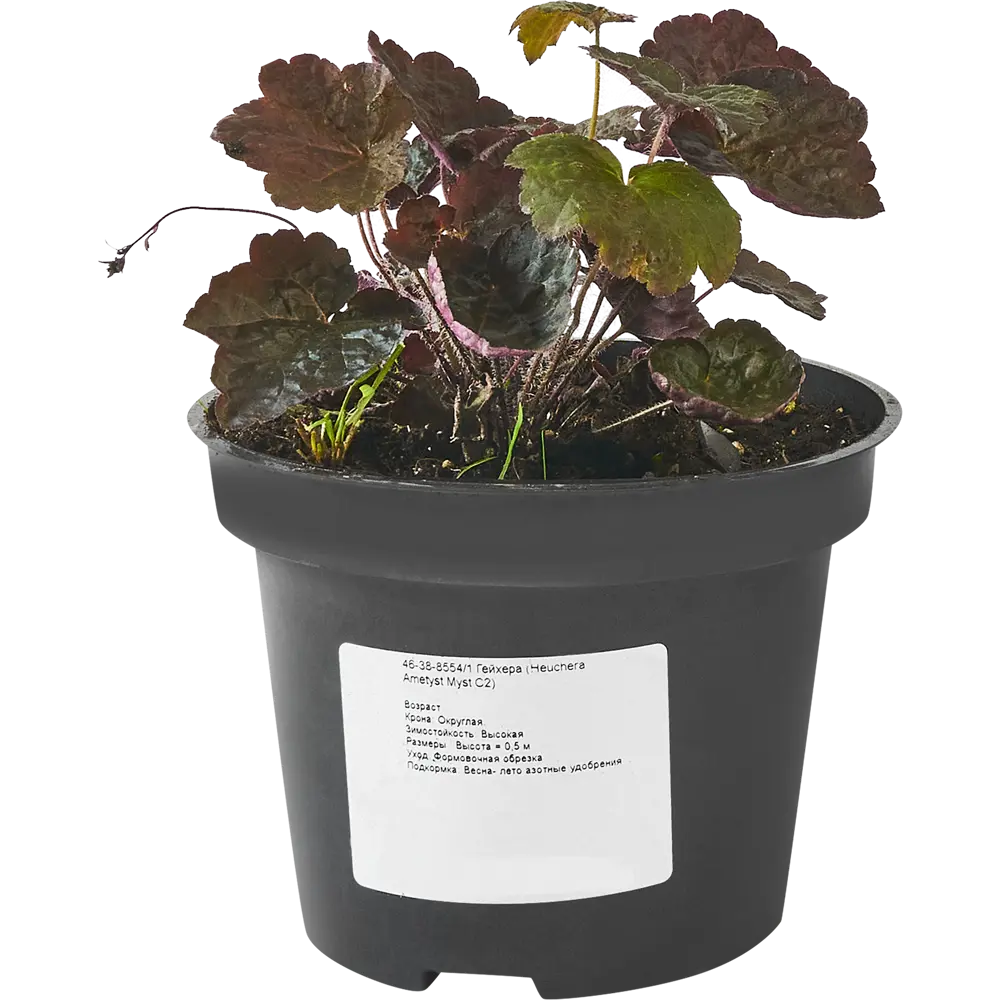 Гейхера Аметист Мист ø15 h40 см 84832041 STLM-2135916 PLANTMARKET 