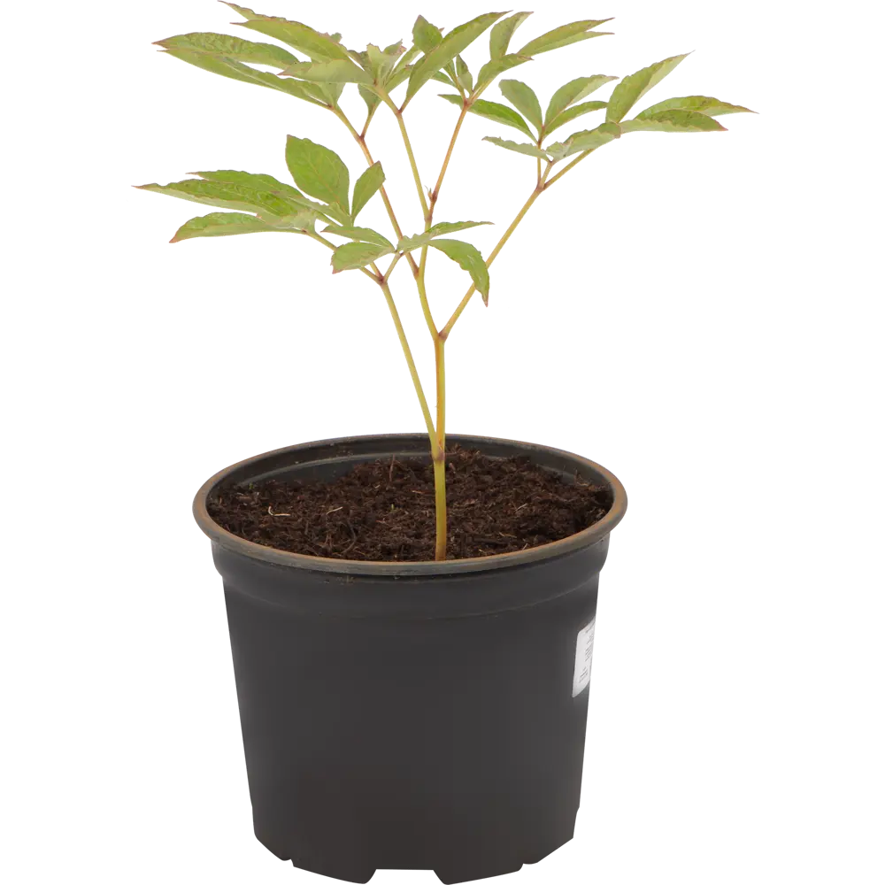 Santreyd Пион травянистый - многолетнее садовое украшение 17897660 STLM-0008964