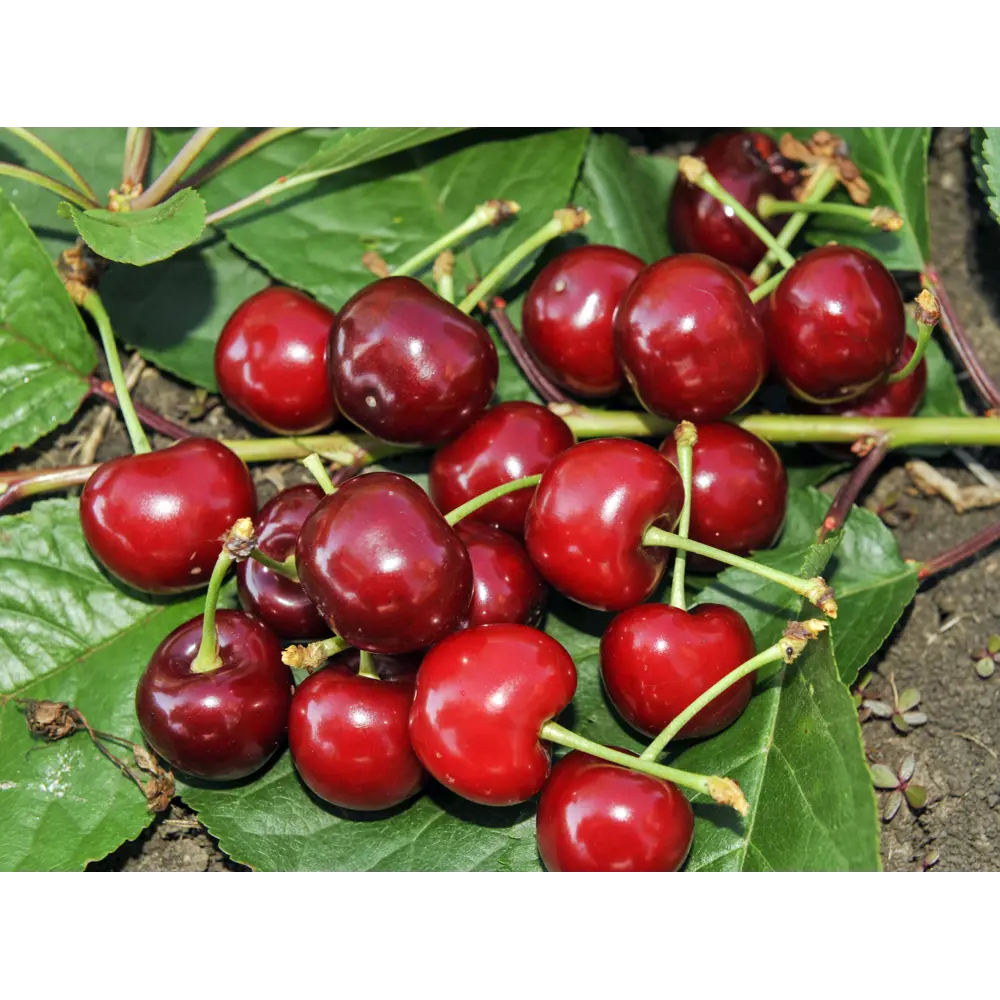 Дюк «Чудо-вишня» 2 года 24x80 см 82625422 STLM-2087052 PLANTMARKET 