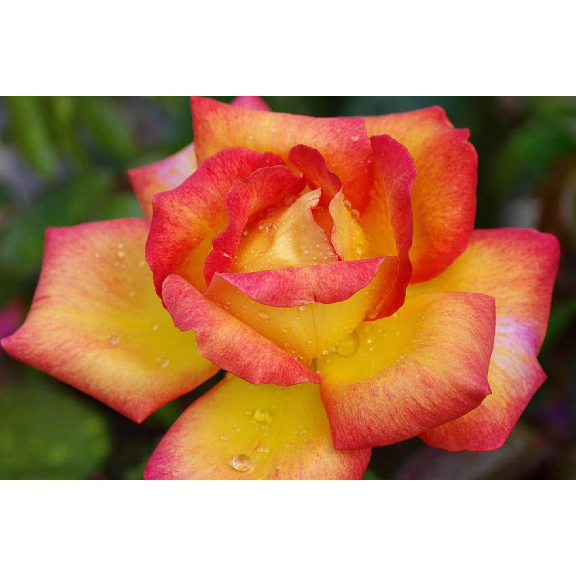 83761578 Роза чайно-гибридная Шаттер З Голд Santreyd 