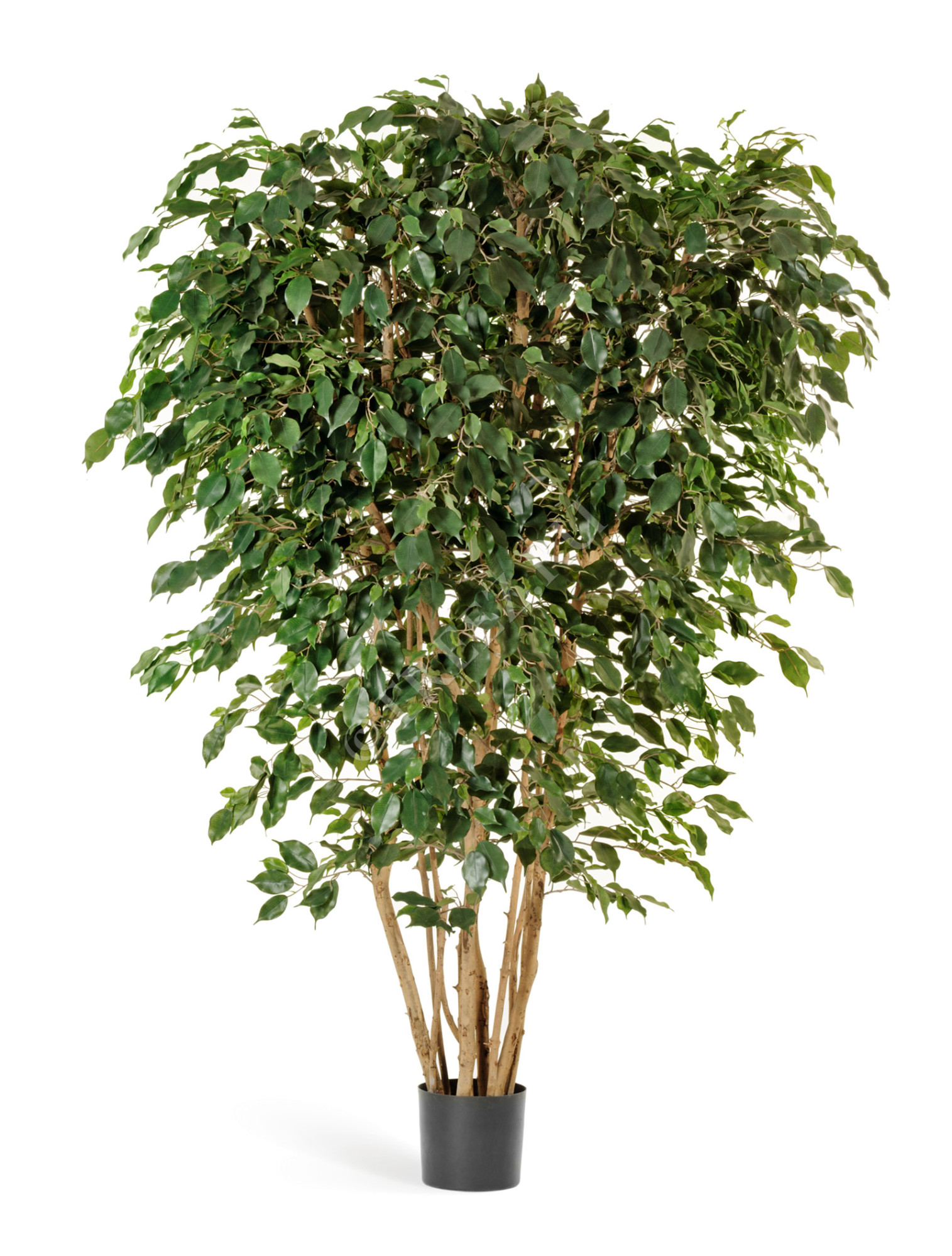 10.31006N Фикус Бенджамина многоствольный Цветочная коллекция 