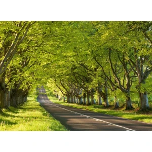 Фотообои бумажные «Чувство весны» 254х184 см