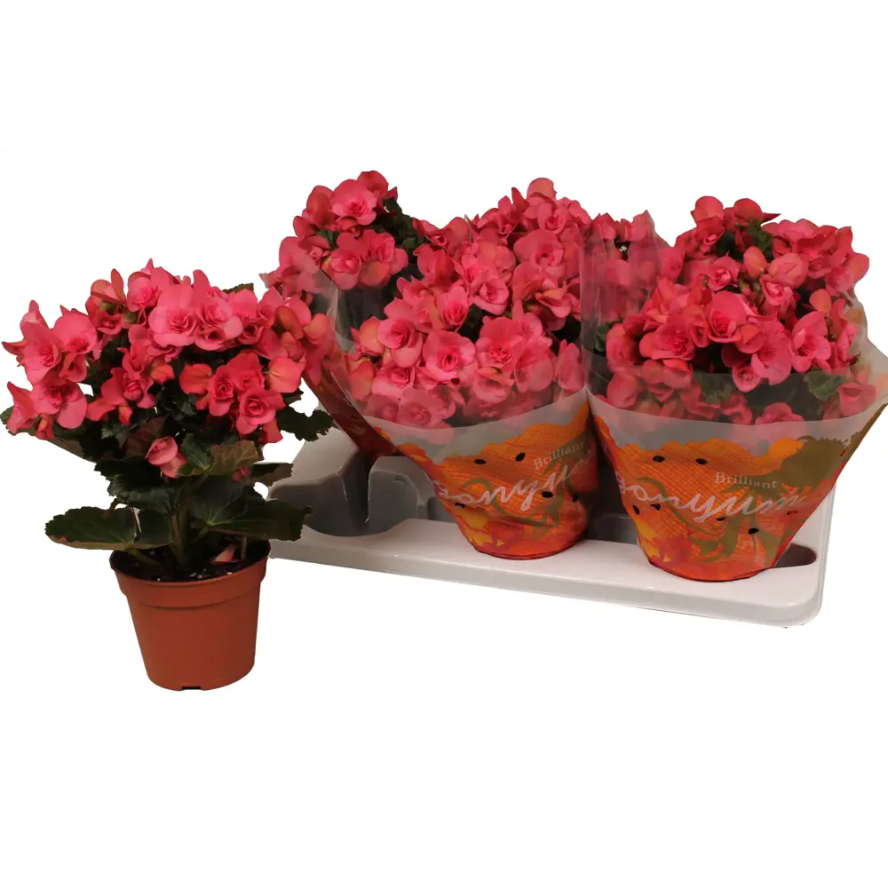 Бегония Серена цветущая комнатная ø14 см h32 см 89434642 Santreyd STLM-1580065