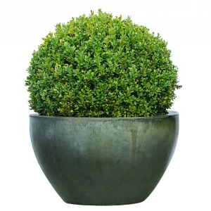 Самшит, микс, 15-20x10 см, Р9 13089331 STLM-2081007