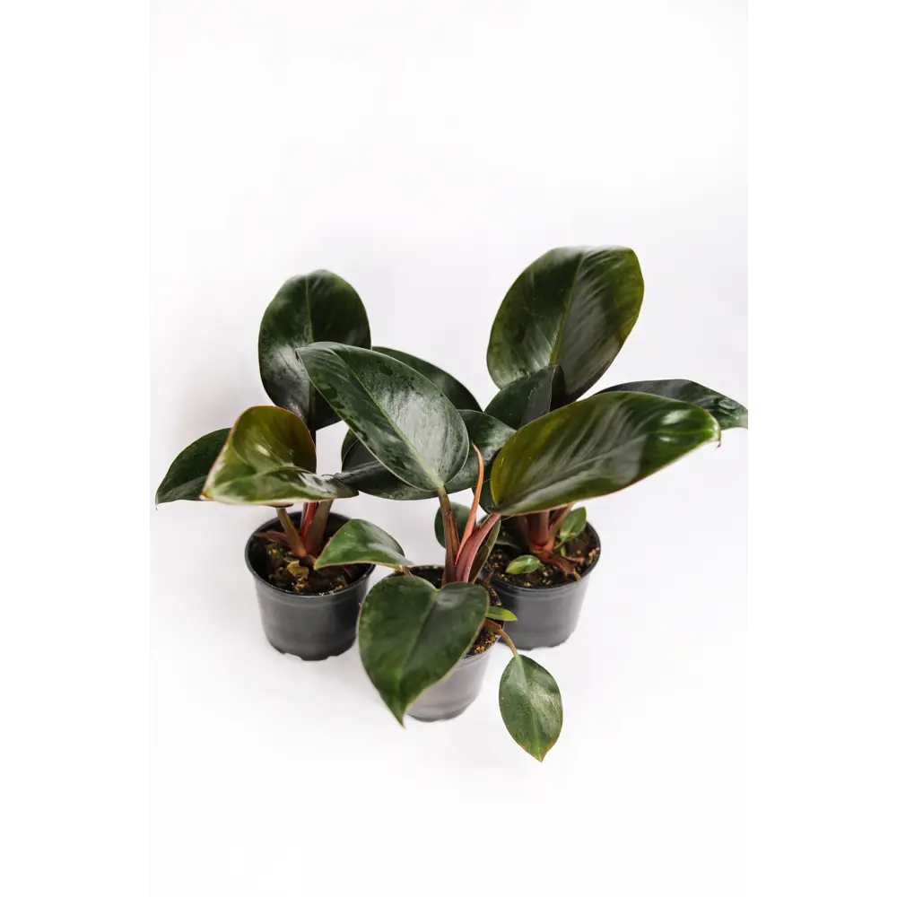 Santreyd Филодендрон Silver Sword с серебристыми листьями 89351066 STLM-0953990 - Вид №8