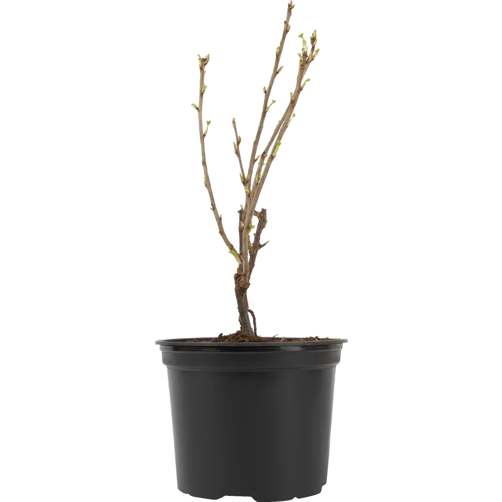 Santreyd Белая смородина микс - саженец для богатого урожая 85325549 STLM-0061627 - Вид №1