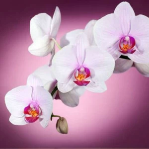 WP02661 Фотообои Verol Фотообои decoline 1х1 м