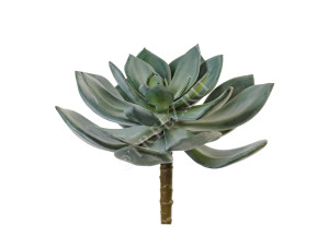 20.091612-DG Суккулент Эхеверия Гиббифлора тёмно-зелёная припылённая Цветочная коллекция