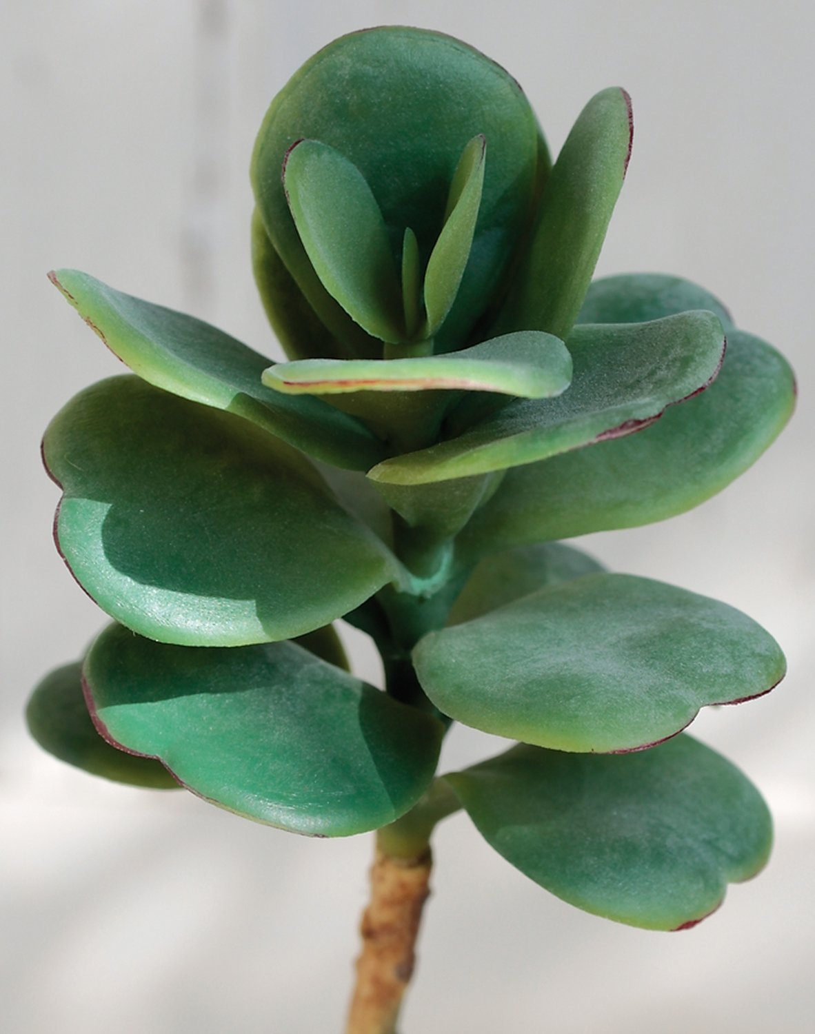 6040 883 a3 Пластиковая эхеверия на палочке, 20 см, зеленая H-andreas 